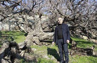 Bu ağaçların 2 bin 600 yaşında olduğuna inanılıyor