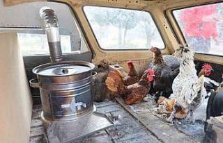 Bu tavuklar gerçekten ’geziyor’