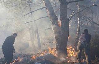 Büyükşehir itfaiyesinden orman yangınına müdahale...