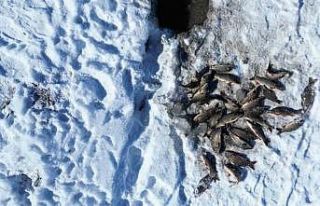 Buz tutan gölette ‘Eskimo’ usulü balık avı