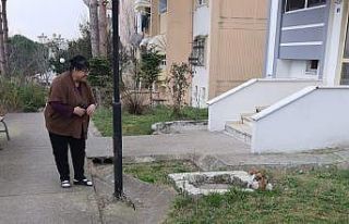 Çatıda 10 gündür mahsur kalan kediyi kurtardılar