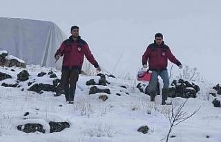Çemişgezek’te veteriner hekimlerin şapla mücadelesi...