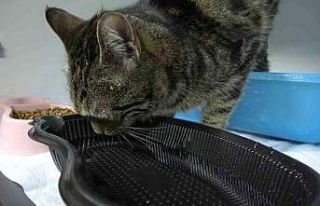 Çeşmeden 10 dakika su içen kediyi gören ’içi...