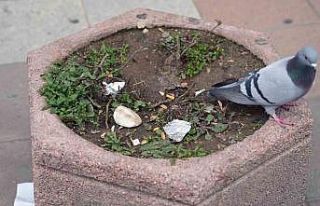 Çevreyi kirletenlere 2 bin 953 TL idari para cezası...