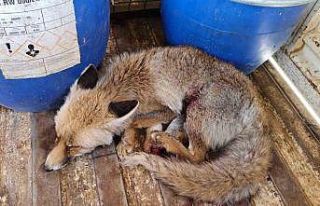 Çorum’da yaralı halde bulunan tilki tedavi altına...