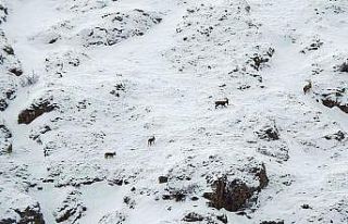 Dağ keçileri Munzur Dağlarına renk katıyor