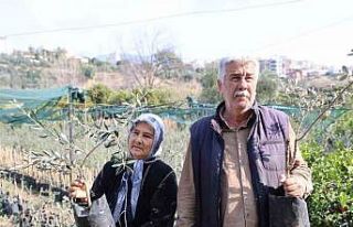 Dağdan topladıkları zeytin fidanlarını aşılayıp...