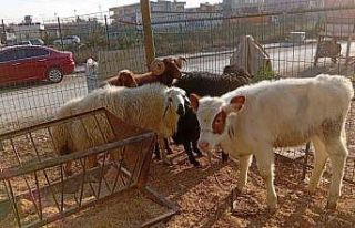 Danayı bile otomobille çalmışlar: Yakalanan 3...