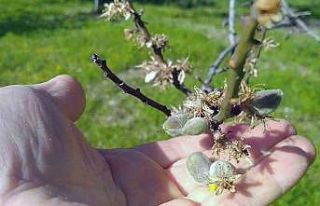 Datça’da mevsimin ilk çağlası çıktı