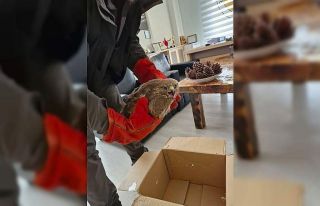 Denizli’de yaralı bulunan doğan tedaviye alındı