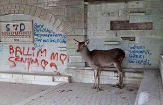 Doğaya bırakılan karaca tekrar geri döndü