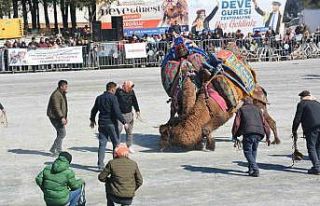 Efeler’de deve güreşi festivali coşkusu