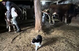 En renkli ahır bakımı: Hayvanlarını böyle yetiştiriyor