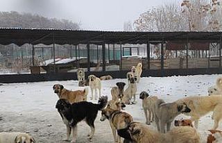 Erzincan’da köpek katliamı iddiası: Belediye...