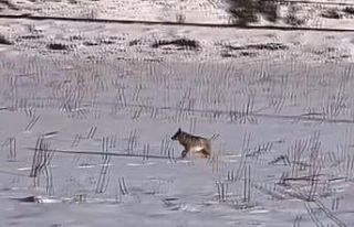 Erzincan’da kurt korkusu