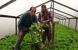 Eşi ile birlikte ürettiği marulları müşterilerini...
