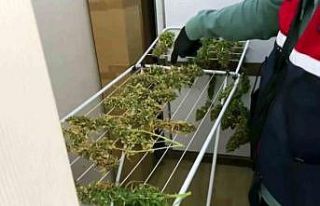 Evin odasına sera kurup, çamaşırlığa uyuşturucu...