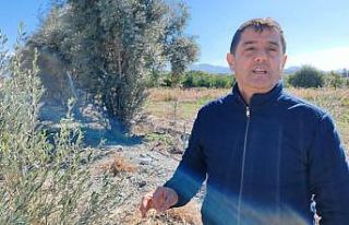 Fidan hırsızları çiftçiyi çileden çıkarttı