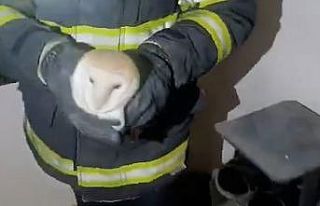 Gaziantep’te binaya giren baykuşu itfaiye kurtardı