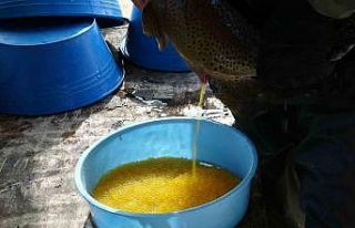 Gevaş’ta alabalık sağımı yapıldı