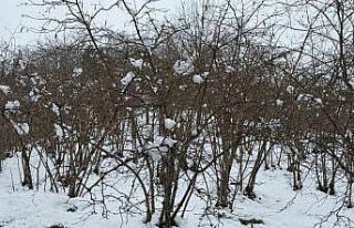 Giresun Ziraat Odası Başkanı Nurittin Karan, zirai...