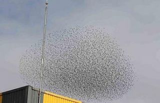 Gökyüzünde kuş sürüsünün hayran bırakan şöleni