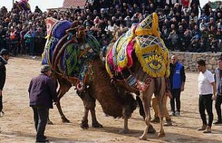 Havran’da geleneksel deve güreşleri büyük ilgi...