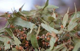 Ihlamur altınla yarışınca ilgi, kış çaylarına...