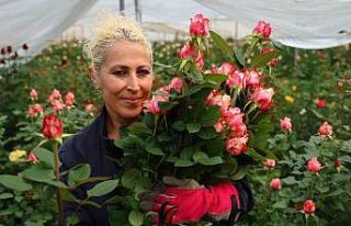 İthal gül, yerli gülün fiyatını düşürdü