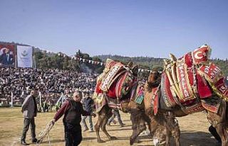 İzmir’de 16. Torbalı Deve Güreşleri Festivali...