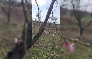 İznik’te şeftali ağaçları erken çiçek açtı