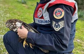 Jandarma Kızıl Şahin’e sahip çıktı