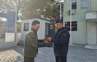Jandarma tarafından bulunan yaralı şahin koruma...