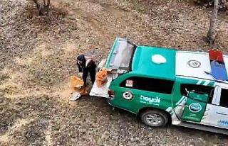 Jandarma, yaban hayvanları için doğaya yem bıraktı