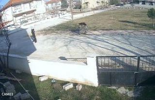 Kadının iple ayaklarını bağladığı köpeği...