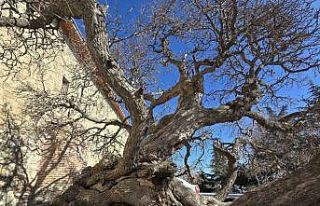 Kadir gecesi secde ettiği rivayet edilen 133 yıllık...