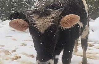Kara rağmen büyükbaş hayvanlar otlanmaya çıktı