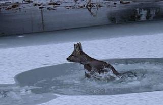 Karacanın zor anları
