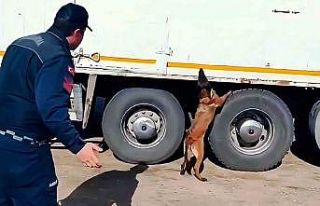 Kargo aracında 1 tonun üzerinde kaçak tütün ve...