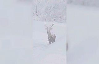 Karla kaplı alanlarda kızılgeyik güzelliği