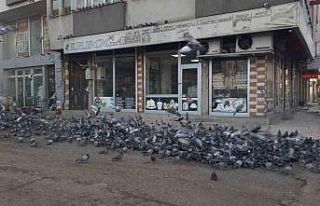Kars’ta duyarlı vatandaş yüzlerce güvercine...