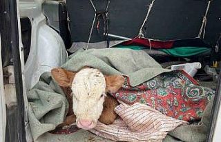 Kars’ta hasta buzağısını aracıyla veterinere...
