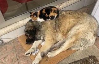 Kedi, soğuktan korunmak için köpeğe sığındı:...
