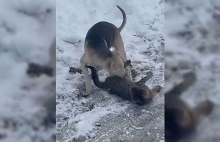 Kedi ve köpeğin oyunu cep telefonu kamerasına yansıdı