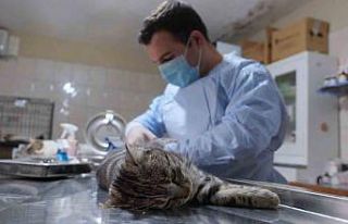 Kemer Belediyesi patili dostların yanında