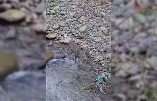 Kendini kurtarmak için dereye atlayan karaca vatandaşlar...