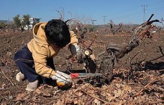 Kilis’te horoz karası üzümünde budama mesaisi...