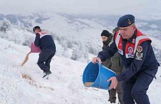 Kırşehir’de yaban hayvanları için yem bırakıldı
