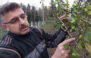 Kış günü erik ağaçları çiçek açıp meyve...