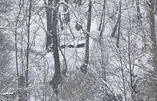 Kış uykusuna yatamayan ayılar böyle görüntülendi